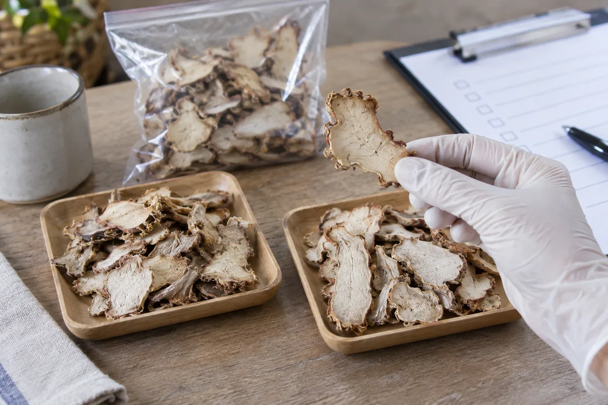 A dried galangal slice being compared with two representative sample trays