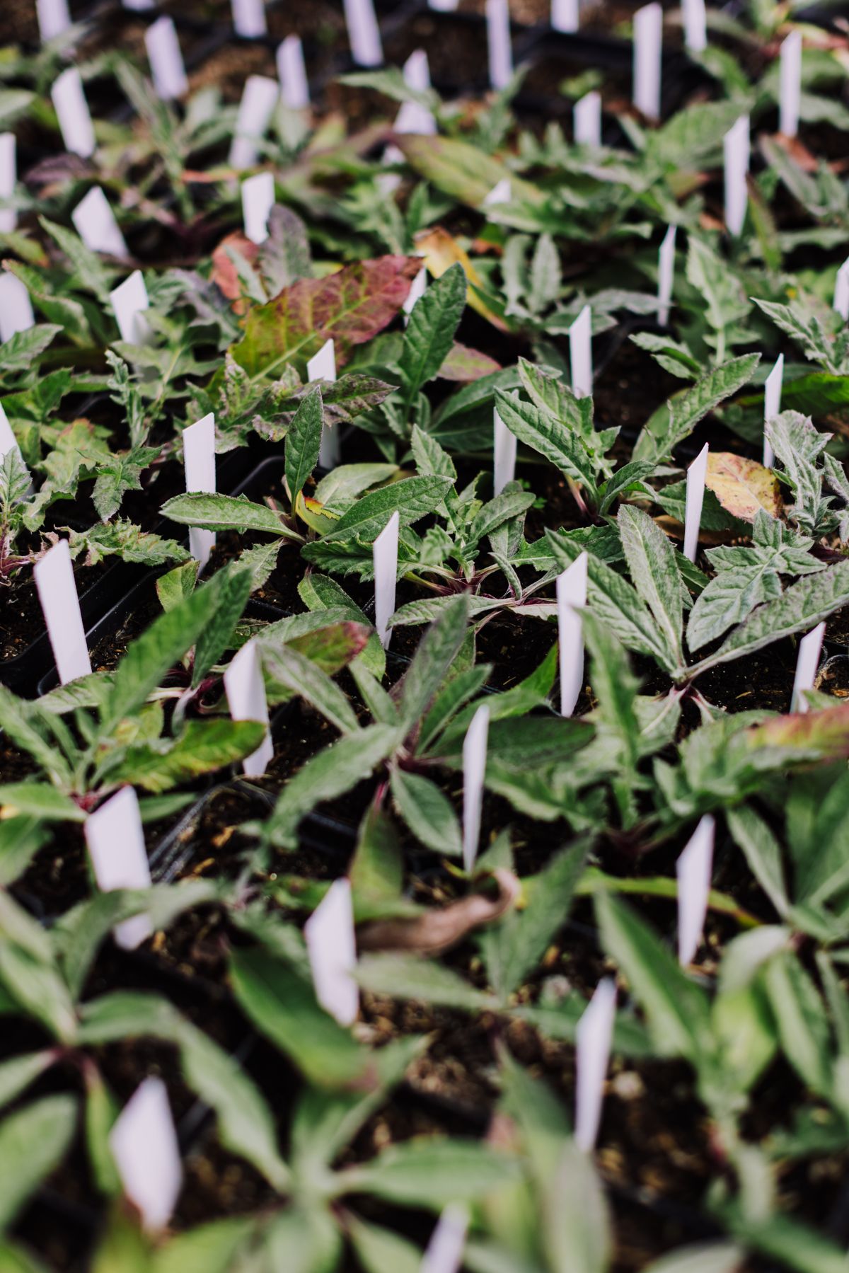 Young plants growing in low-EC cocopeat substrate in a greenhouse