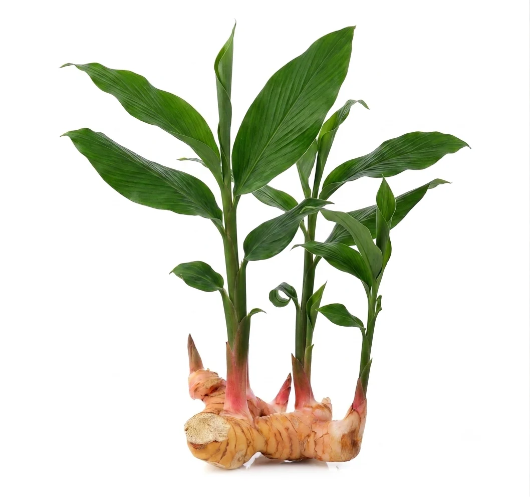 Whole fresh galangal rhizome with green shoots and leaves
