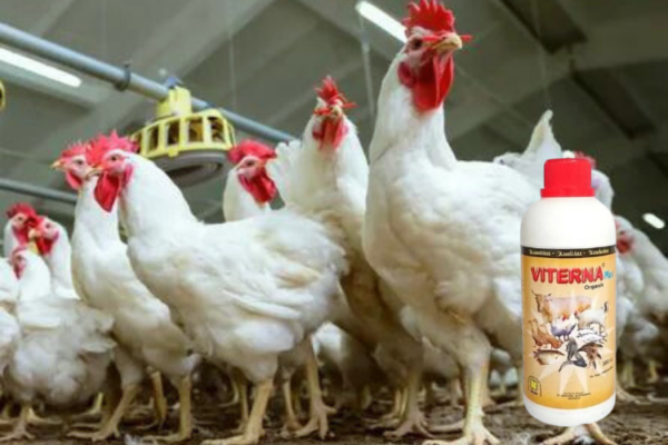 Cara Meningkatkan Bobot Ayam