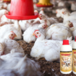 Cara Meningkatkan Bobot Ayam